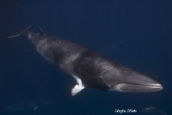 Minke with Tatoo, another 3 mnke's in the Background, Sho... by Steffen Binke 
